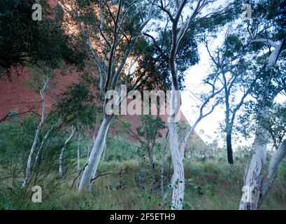 Nahaufnahme von Kata Tjuta im Uluru-Kata tjuta National Park, Northern Territory, Australien, mit einigen wunderschönen einheimischen Bäumen Stockfoto