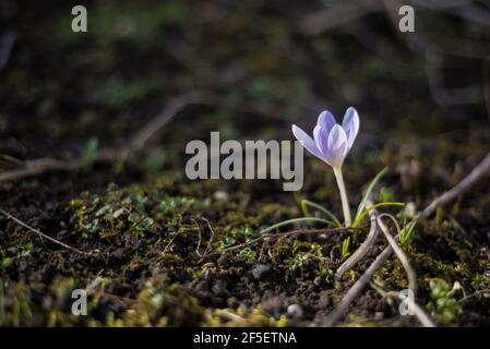 Wilde purpurrote Krokusse blühen in ihrer natürlichen Umgebung im Wald. Crocus heuffelianus.Makro Nahaufnahme Fotografie Stockfoto