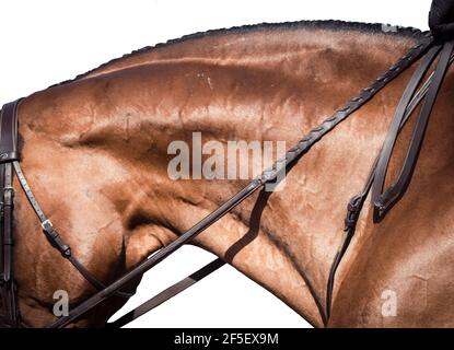 Abstrakte Kunst des Pferdes i9n volle Galopp im Wettbewerb Stockfoto