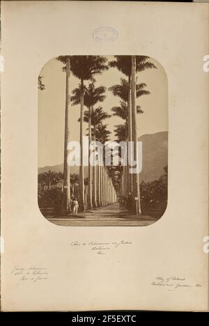 Rua de Palmeiras no Jardim Botanico, Rio. Marc Ferrez (Brasilianisch, 1843 - 1923) Stockfoto