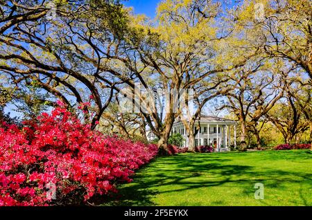 Azaleen blühen im Bragg-Mitchell Mansion, 21. März 2021, in Mobile, Alabama. Das 1855 Griechische Revival Vorkriegshaus ist eine beliebte Attraktion. Stockfoto