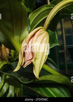 Schöne Medinilla Blume im Gewächshaus Nahaufnahme Natur Hintergrund Stockfoto