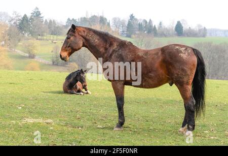 Heimische braune Vollblutpferde (Equus ferus caballus) auf einer Weide im Grünen in Westerwald, Rheinland-Pfalz, Deutschland, Europa Stockfoto