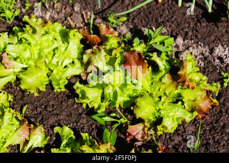 Unschärfe-Nahaufnahme Salatsalat Blätter Textur Draufsicht. Bio-Salat wächst im Boden. Junger Salat wächst in einem Bett im Garten. Grüne Textur Stockfoto