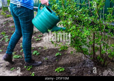 Unschärfe-Frau Garten. Bewässerung von Pflanzen, Erdbeeren auf Beeten aus einer grünen Gießkanne. Unkenntlich Frau Bewässerung aktuellen Busch Bett mit Bewässerung Stockfoto