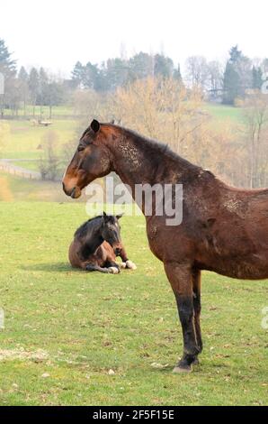 Heimische braune Vollblutpferde (Equus ferus caballus) auf einer Weide im Grünen in Westerwald, Rheinland-Pfalz, Deutschland, Europa Stockfoto