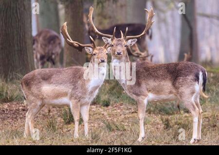 Zwei Damhirsche (Männchen, Dama dama) im Wald. Stockfoto