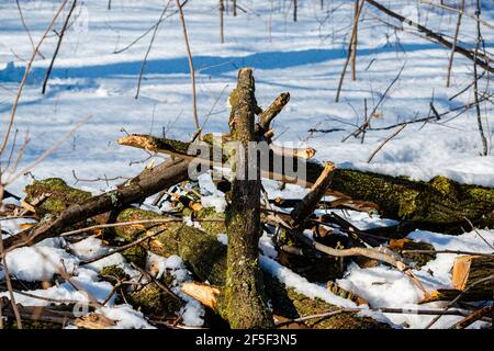 Eschen sind zu Montreals 15-Millionen-Dollar-Problem geworden, Smaragd-Aschebohrer, ein Käfer, der Eschen tötet. Stockfoto