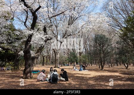 Trotz der Maßnahmen, um zu verhindern, dass sich Menschen unter den Kirschblüten im Yoyogi Park zu Hanami-Partys versammeln, hielten die Menschen ein kleines Picknick ab. Obwohl Tokio am 21st. März um Mitternacht den Notstand des Coronavirus aufgehoben hatte, Kirschblütenfeste und andere Versammlungen großer Zahl von Menschen sind noch begrenzt und entmutigt. Stockfoto