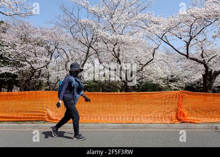 Eine Japanerin geht an einem Zaun vorbei, um zu vermeiden, dass sich Menschen unter den Kirschblüten im Yoyogi Park zu Hanami-Partys versammeln.Obwohl Tokio am 21st. März um Mitternacht den Notstand des Coronavirus aufgehoben hat, Kirschblütenfeste und andere Versammlungen großer Zahl von Menschen sind noch begrenzt und entmutigt. Stockfoto