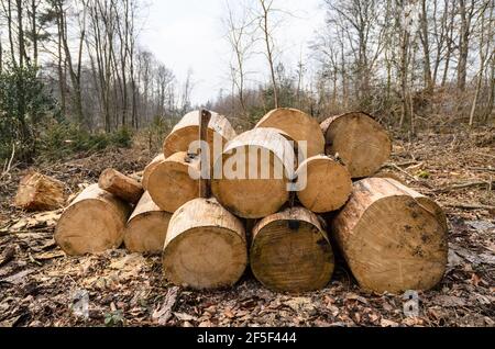 Holzfällerplatz oder Holzfällerplatz mit Haufen gehackter Stämme, Holzstapel im Wald, Querschnittsansicht, Rheinland-Pfalz, Deutschland, Europa Stockfoto