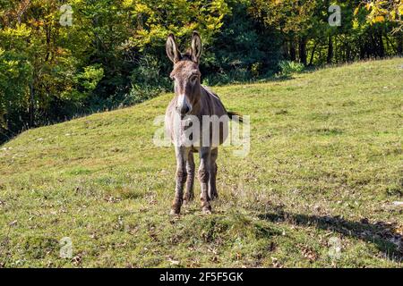 Französische Landschaft. Esel auf einem Feld in der Nähe von Leoncel in der Landschaft der Vercors, Drome, Frankreich in Europa Stockfoto