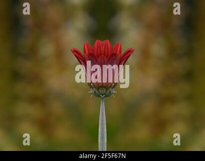 Gerbera Gänseblümchen auf einem natürlichen grünen Hintergrund. Stockfoto