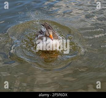 Greylag Goose Einzelportrait Nahaufnahme Waschen und Preening Im See mit Wassertröpfchen über dem Körper Stockfoto
