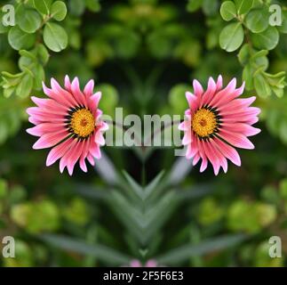 Gerbera Gänseblümchen mit zweifarbigen rosa Blütenblättern und gelbem Zentrum auf einem natürlichen grünen Hintergrund. Stockfoto