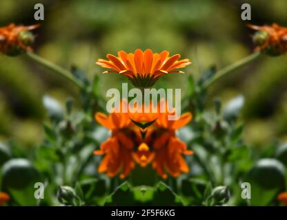 Gerbera Gänseblümchen mit tieforangefarbenen Blütenblättern auf einer abstrakten Komposition. Stockfoto