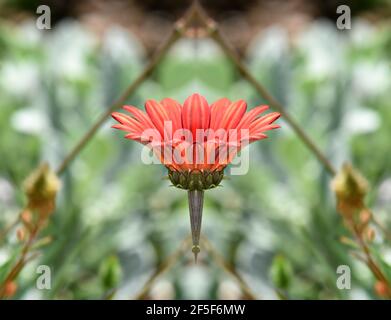 Gerbera Gänseblümchen mit Korallenblättern auf einem natürlichen grünen Hintergrund. Stockfoto