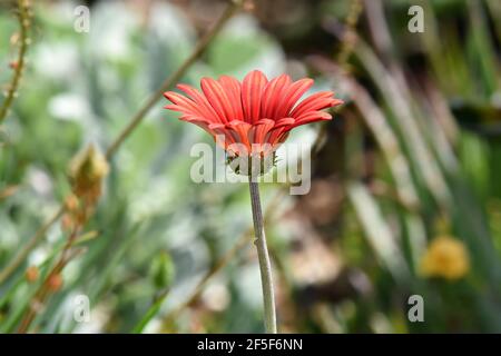 Gerbera Gänseblümchen mit Korallenblättern auf einem natürlichen grünen Hintergrund. Stockfoto