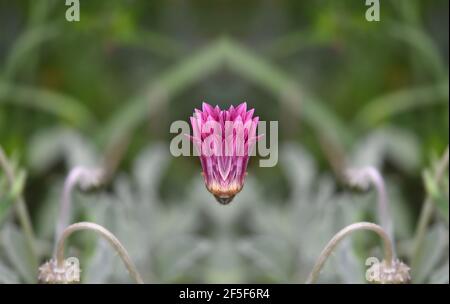 Gerbera Gänseblümchen leuchtend rosa blühende Knospe auf einem natürlichen grünen Hintergrund. Stockfoto