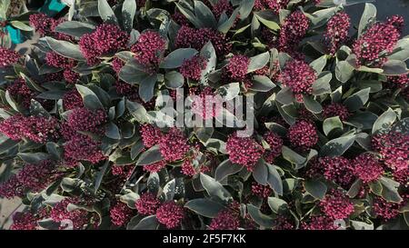 Skimmia japonica blüht im Gewächshaus Nahaufnahme Natur Hintergrund Stockfoto