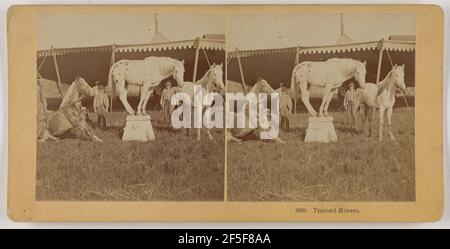 Trainierte Pferde... Benjamin West Kilburn (Amerikanisch, 1827 - 1909) Stockfoto