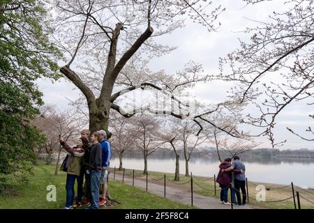 März 25, 2021. Die Kirschbäume von Washington DC erreichen 4th der 6. Blütestufen. Der Nationalpark-Service wird den öffentlichen Zugang zum Tidal Basin während der Hauptsaison einschränken, wenn die Massen zu groß werden. Familien nehmen Selfies an einem Kirschbaum, bevor das Gebiet dieses Jahr wegen der Pandemie wieder schließt. (Foto von Mihoko Owada/ Quelle: SIPA USA/Alamy Live News Stockfoto