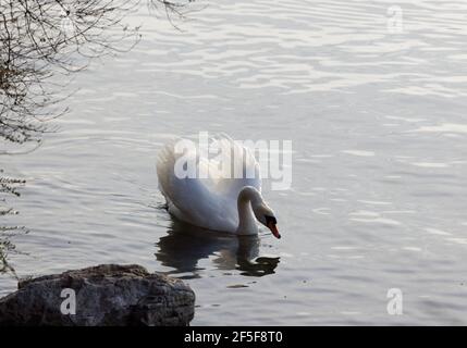 Weißer Schwan mit bedrohlicher Geste schwimmt auf dem See, Flügel offen, um Menschen und anderen Tieren zu signalisieren, Abstand von ihm und seinem Nest zu halten, vorne Stockfoto