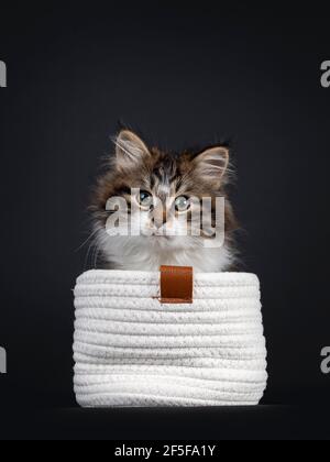 Niedliche schwarze tabby mit weißen sibirischen Katze Kätzchen, sitzt in weißen gestrickten Korb. Blick auf die Kamera. Isoliert auf schwarzem Hintergrund. Stockfoto