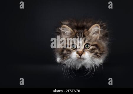 Niedliche schwarze Tabby mit weißen sibirischen Katze Kätzchen, legen sich mit Kopf nach unten über Rand. Blick auf die Kamera. Isoliert auf schwarzem Hintergrund. Stockfoto