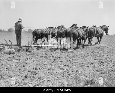 Sieben-Pferde-Scheibe, die in der Maisanbau verwendet wird. Tulare County, Kalifornien. Mai 1937. Foto von Dorothea lange. Stockfoto