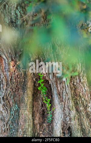 Alter Olivenbaum - Olivo milenario (Olea europaea), Moleta del Remei Iberisches Dorf, Alcanar Dorf, La Senia Gebiet, Terres de l'Ebre, Tarrago Stockfoto