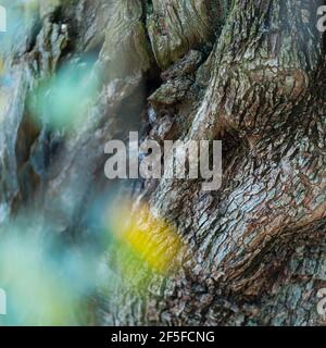 Alter Olivenbaum - Olivo milenario (Olea europaea), Moleta del Remei Iberisches Dorf, Alcanar Dorf, La Senia Gebiet, Terres de l'Ebre, Tarrago Stockfoto