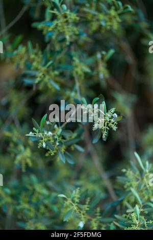 Alter Olivenbaum - Olivo milenario (Olea europaea), Moleta del Remei Iberisches Dorf, Alcanar Dorf, La Senia Gebiet, Terres de l'Ebre, Tarrago Stockfoto