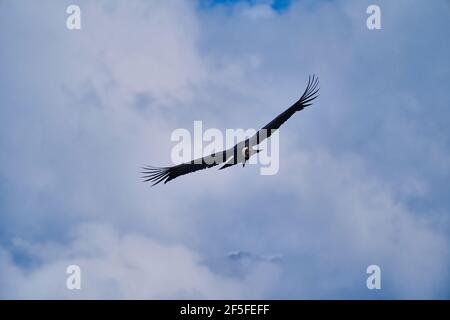 Andenkondor Vultur gryphus, der über den Colca Canyon in den peruanischen Anden bei Arequipa schweben soll. Andenkondor ist der größte fliegende Vogel im w Stockfoto