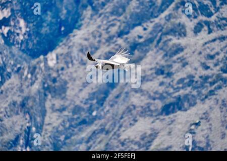 Andenkondor Vultur gryphus, der über den Colca Canyon in den peruanischen Anden bei Arequipa schweben soll. Andenkondor ist der größte fliegende Vogel im w Stockfoto