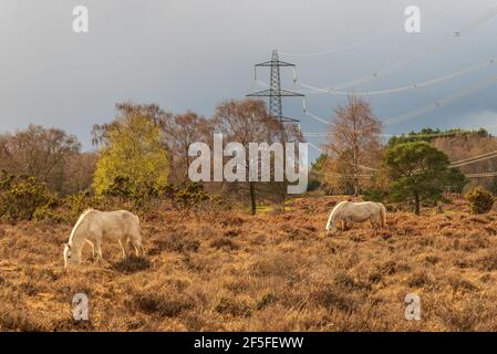 New Forest Ponys weiden in der Nähe eines National Grid Pylons. Eine Reihe von Pfählen, die das Gebiet durchqueren, war Gegenstand eines Visual Impact Provision-Projekts, bei dem die Kabel unterirdisch vergraben werden sollten. Das Projekt wurde seit 2019 aufgrund rechtlicher Komplexität unterbrochen. Hale Purlieu, Hale, New Forest, Hampshire, Großbritannien, März 2021. Stockfoto