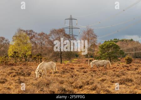 New Forest Ponys weiden in der Nähe eines National Grid Pylons. Eine Reihe von Pfählen, die das Gebiet durchqueren, war Gegenstand eines Visual Impact Provision-Projekts, bei dem die Kabel unterirdisch vergraben werden sollten. Das Projekt wurde seit 2019 aufgrund rechtlicher Komplexität unterbrochen. Hale Purlieu, Hale, New Forest, Hampshire, Großbritannien, März 2021. Stockfoto