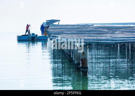 L'AVI Agusti Mussel Farm, Sant Carles de la Rapita Village, der Naturpark Ebre Delta, Terres de l'Ebre, Tarragona, Katalonien, Spanien Stockfoto