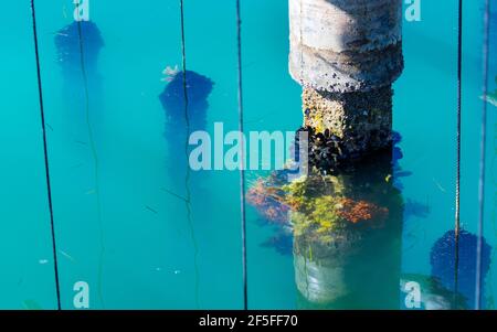 L'AVI Agusti Mussel Farm, Sant Carles de la Rapita Village, der Naturpark Ebre Delta, Terres de l'Ebre, Tarragona, Katalonien, Spanien Stockfoto