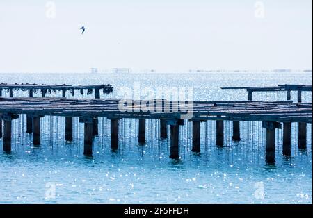 L'AVI Agusti Mussel Farm, Sant Carles de la Rapita Village, der Naturpark Ebre Delta, Terres de l'Ebre, Tarragona, Katalonien, Spanien Stockfoto