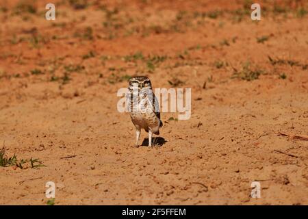 Grabende Eule, Athene cunicularia, die in ihrer Höhle im Pantanal sitzt, kann die kleine, langbeinige Eule in Grasland, Rangeland, Landwirtschaft gefunden werden Stockfoto