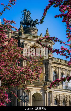 17. Mai 2019 Dresden, Deutschland - Dresdner Semperoper, Vorderansicht im Frühjahr. Blühende Äste im Vordergrund. Stockfoto