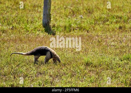 Der südliche Tamandua, Tamandua tetradactyla, auch Anteater oder kleiner Ameisenbär, ist eine Art von Ameisenbären aus Südamerika, die auf einer Wiese auf Nahrungssuche gehen Stockfoto