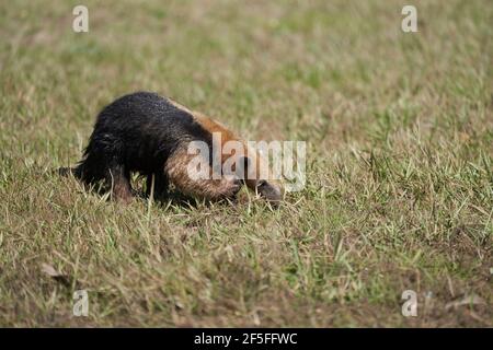 Der südliche Tamandua, Tamandua tetradactyla, auch Anteater oder kleiner Ameisenbär, ist eine Art von Ameisenbären aus Südamerika, die auf einer Wiese auf Nahrungssuche gehen Stockfoto