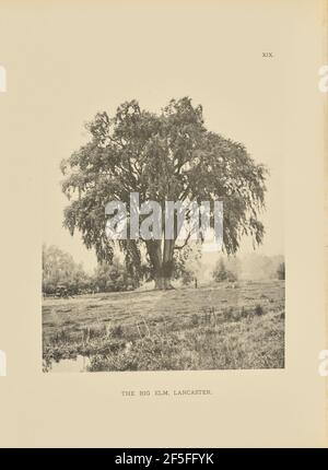 Die Große Ulme, Lancaster. Henry Brooks (Amerikaner, geboren 1857) Stockfoto