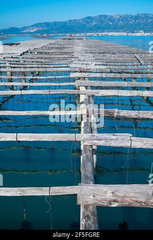 L'AVI Agusti Mussel Farm, Sant Carles de la Rapita Village, der Naturpark Ebre Delta, Terres de l'Ebre, Tarragona, Katalonien, Spanien Stockfoto