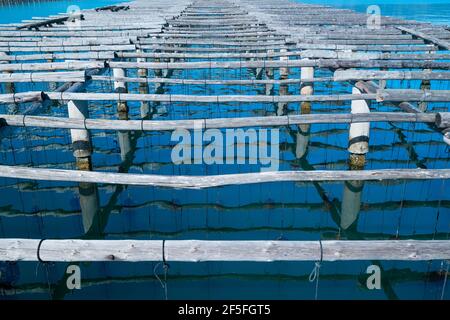 L'AVI Agusti Mussel Farm, Sant Carles de la Rapita Village, der Naturpark Ebre Delta, Terres de l'Ebre, Tarragona, Katalonien, Spanien Stockfoto