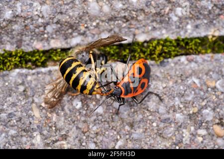 Vespula germanica, Europäische Wespe, Deutsche Wespe oder Deutsche Gelbweste füttert an Pyrrhocoris apterus, Feuerwanzen, rote Feuerwanzen, Linden, sap saugen, re Stockfoto