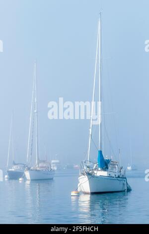 Drei Segelboote in einer Reihe sind an Bojen gebunden, mit viel mehr Booten dahinter, nur teilweise sichtbar im dichten Nebel an einem hellen Oktobertag. Stockfoto