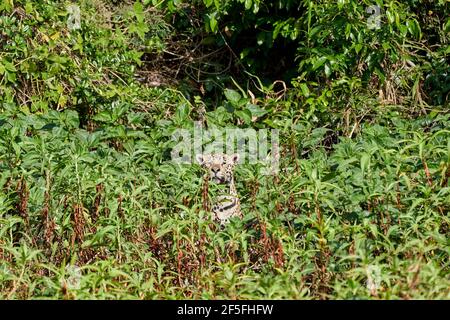 Jaguar, Panthera onca, ist eine große felide Art und das einzige erhaltene Mitglied der Gattung Panthera aus Amerika, Jaguar Stalking durch Gemüse Stockfoto